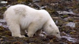 دنیای حیوانات  خرس قطبی مادر توله گرسنه  Hungry Mother Polar Bear and Cub