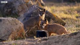 دنیای حیوانات  جزیره روباه ها خطر نیروی دریایی  Island Foxes Threatened Navy