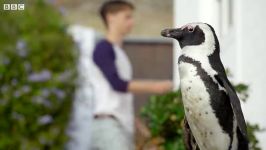 دنیای حیوانات  تلاش سخت پنگوئن های نر برای جفت یابی  Penguin Find Mate