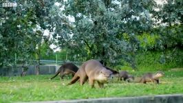 دنیای حیوانات  سمورهای آبی در خیابان های سنگاپور  The Otters of Singapore