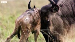 دنیای حیوانات  مبارزه بچه حیوانات کفتارها  Hyena VS Newborn Wildebeest