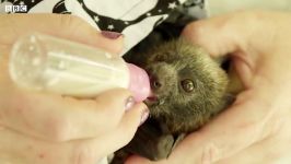 دنیای حیوانات  نجات بچه روباه پرنده نوعی خفاش  Baby Flying Foxes Rescued