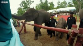 دنیای حیوانات  رها کردن فیل ها در حیات وحش  Elephants Released into the Wild