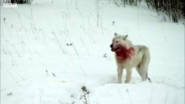دنیای حیوانات  شکار بوفالو توسط گروه گرگ ها  Wolf Pack Hunts Buffalo Herd