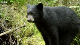 دنیای حیوانات  آموزش ماهیگیری به توله خرس توسط خرس مادر  Mother Bear Teaches