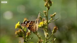 دنیای حیوانات  شکار پروانه توسط قورباغه ها  Frogs Hunting Butterflies