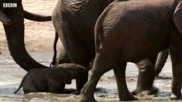 دنیای حیوانات  اولین آب بازی بچه فیل زیبا  Baby Elephants First Water Trip