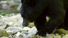 دنیای حیوانات  مراقبت توله خرس توسط مادر خرس سیاه  Mother Bear Protects Cub
