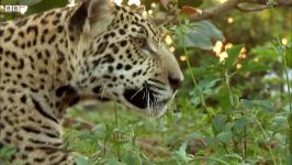 دنیای حیوانات  تمرین شکار کردن توله های پلنگ جگوار  Jaguar Cubs Hunting