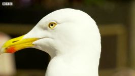 دنیای حیوانات  مرغ های دریایی دزدیدن غذای مردم  Food Seagull Stealing