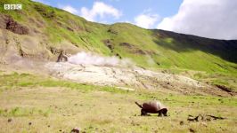 دنیای حیوانات  ردیابی لاک پشت گالاپاگوس غول پیکر  Giant Galapagos Tortoises