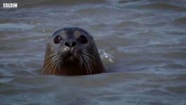 دنیای حیوانات  فوک های نارنجی در سواحل بریتانیا  Orange Seals British Shores