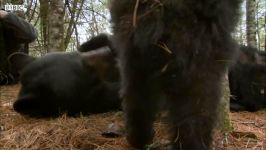 دنیای حیوانات  شیر خوردن بیش حد توله خرس ها مادر  Black Bear Cubs