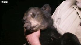 دنیای حیوانات  مرگ عجیب اسرارآمیز توله خرس سیاه  Black Bear Cub Dies