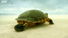 دنیای حیوانات  سفر طولانی لاک پشت راه بیابان  Turtle Travels Through Desert