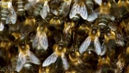 دنیای حیوانات  وز وز کردن اجتماع بزرگ زنبورها برای ترساندن مهاجمان  Bee Colony