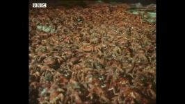 دنیای حیوانات  تخم ریزی 120 میلیون خرچنگ در یک ساحل  Crabs Spawning