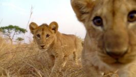 دنیای حیوانات  بازی توله شیرها دوربین مخفی  Lion Cubs Play With Spy Cam