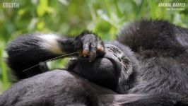 دنیای حیوانات  زنده ماندن بچه گوریل سقوط بلند  Baby Gorilla Survives a Fall