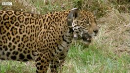 دنیای حیوانات  رهاسازی پلنگ جگوار یتیم در حیات وحش  Jaguar Orphan Released