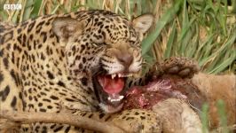 دنیای حیوانات  مبارزه توله پلنگ های جگوار برای غذا  Jaguar Cubs Fight for Food