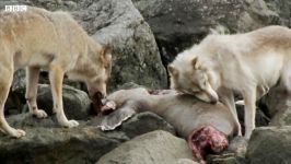 دنیای حیوانات  نجات جان گرگ مادربزرگ توسط گرگ جوان  Wolves Grandmother