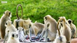 دنیای حیوانات  مرگ بچه میمون گروه میمون ها  Monkey Dead Baby and Mourned