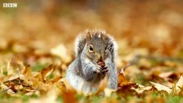 دنیای حیوانات  سرقت وحشیانه بلوط توسط سنجاب ها  Squirrels Savagely Stealing