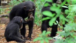 دنیای حیوانات  اتحاد لاک پشت شامپانزه  Spy Tortoise Adopted by Chimpanzee