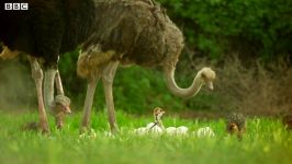 دنیای حیوانات  مبارزه شترمرغ جوان کفتار  Ostrich Vs Zalika the Hyena