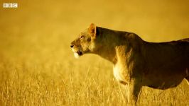 دنیای حیوانات  مراقبت شیر مادر توله ها مقابل سگ های وحشی  Lion Defends Cubs