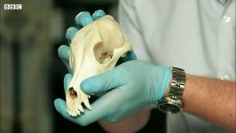 دنیای حیوانات  ساخت استخوان های پیچ دار شکننده  Make Bendy and Brittle Bones