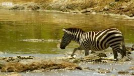 دنیای حیوانات  مبارزه گورخر کروکودیل ها  Zebra vs Crocodiles