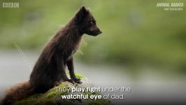 دنیای حیوانات  اولین بیرون آمدن توله روباه های قطبی لانه  Arctic Fox Cubs