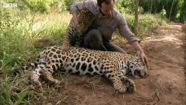 دنیای حیوانات  مبارزه پلنگ های جگوار بیماری مرموز  Jaguar Fights Illness