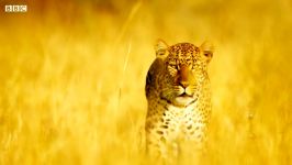 دنیای حیوانات  مبارزه مرگبار جوجه تیغی پلنگ  Leopard Vs Porcupine