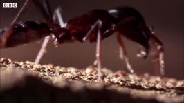 دنیای حیوانات  حمله مورچه ها به تپه موریانه ها  Ants Attack Termite Mounds