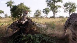 دنیای حیوانات  چیتا یک شکارچی باورنکردنی  Cheetahs are Incredible Predators