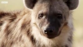 دنیای حیوانات  کفتار ماده ملکه گروه کفتارها  Female Hyenas are Queens of Pack