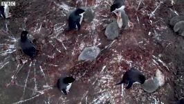 دنیای حیوانات  پنگوئن ها زیبا اما بی تربیت وحشی  Penguins Cute but Gross