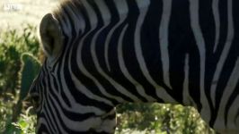 دنیای حیوانات  چرا گورخرها سیاه سفید هستند ؟  Why Are Zebras Black and White