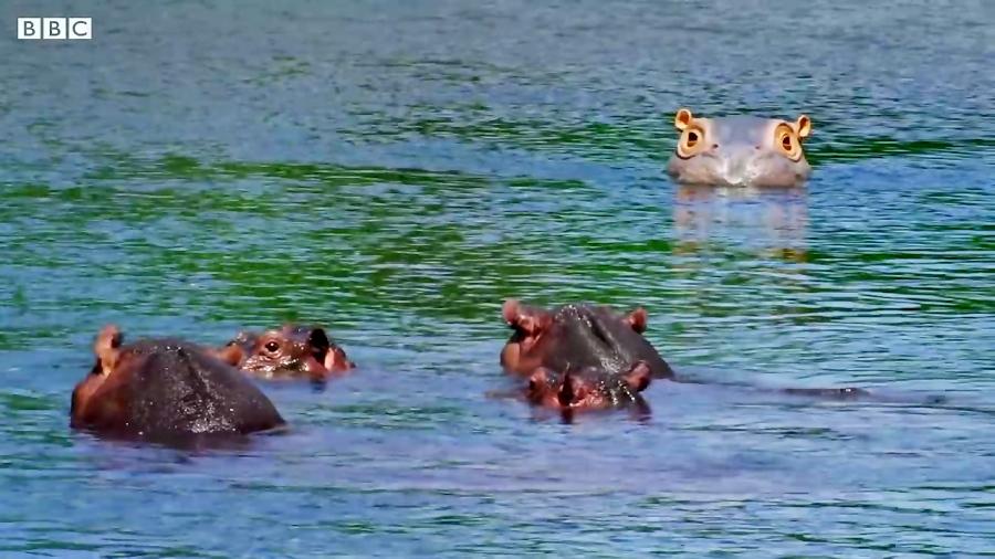 دنیای حیوانات  کشف ماهی عجیب غریب توسط اسب آبی  Spy Hippo discovers a Fish Spa
