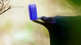 دنیای حیوانات  پرنده سیاه دزد جواهرات  Bowerbirds Pull Off a Jewel Heist