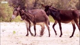 دنیای حیوانات  حمله بی رحمانه شیرهای جوان به گله الاغ ها  Young lions attack