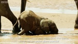 دنیای حیوانات  دست پا چلفتی بودن بچه فیل ها  Baby Elephants are So Clumsy