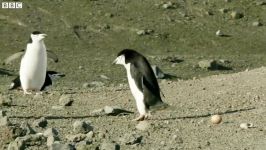 دنیای حیوانات  تعقیب پنگوئن ها برای دزدی تخم آنها  Penguins Chase Egg Thief
