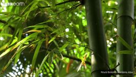 دنیای حیوانات  آشنایی کوچک ترین درختان جهان  Meet the Worlds Tiniest Trees