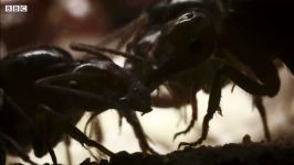 دنیای حیوانات  ملکه خونخوار مورچه ها اعدام مورچه  Bloodthirsty Ants Queen