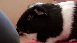 A Guinness World Record Holding Guinea Pig  Real Wild Shorts