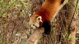 Trying To Catch A Sneaky Red Panda  The Zoo  Real Wild